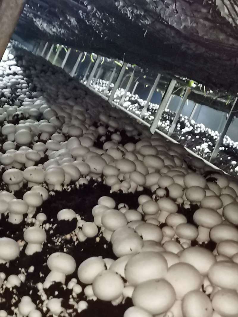 双孢菇菌种常年销售优质双孢菇菌种，主推品种W192，828。