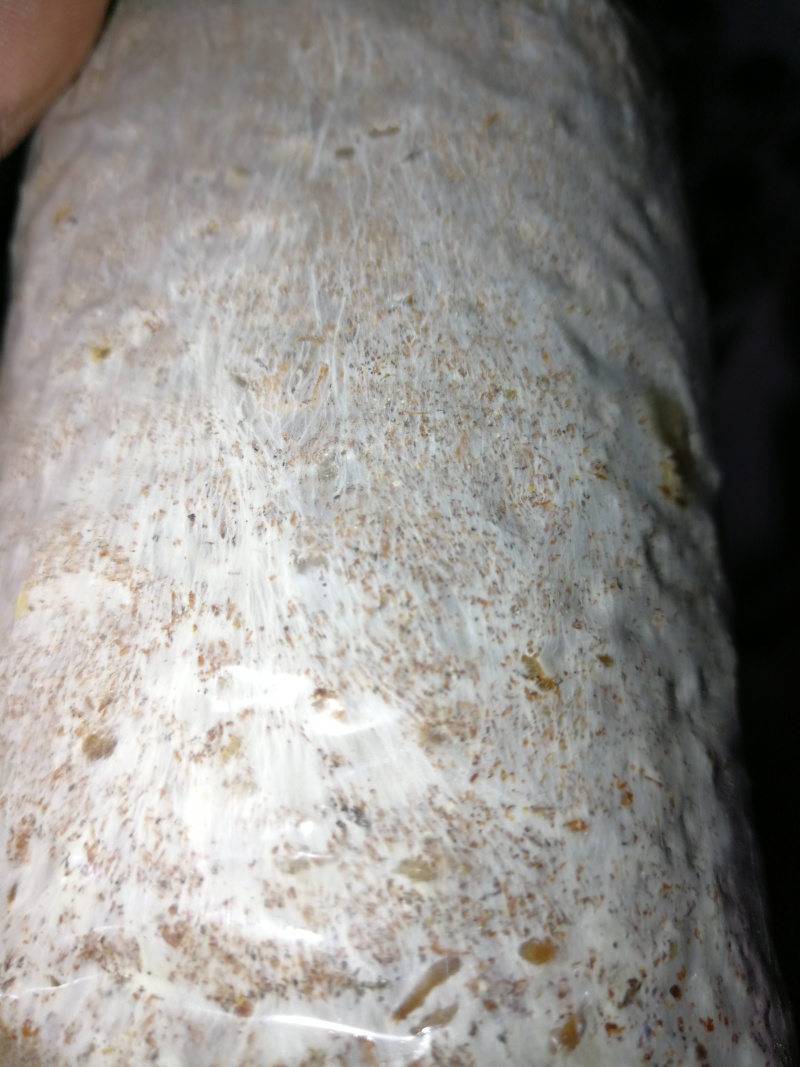 双孢菇菌种常年销售优质双孢菇菌种，主推品种W192，828。