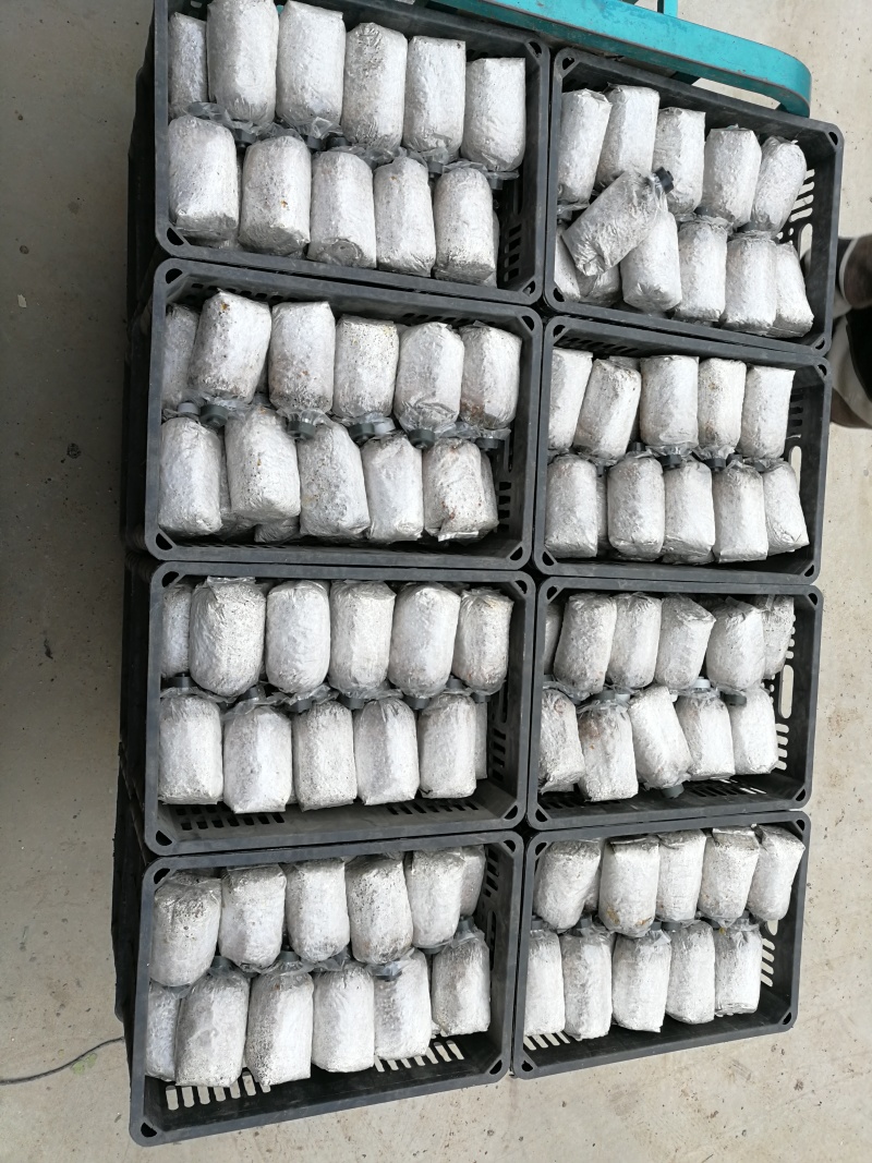 双孢菇菌种常年销售优质双孢菇菌种，主推品种W192，828。