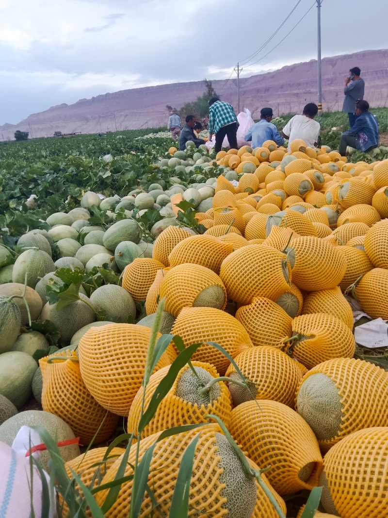 新疆吐鲁番西州蜜25号西洲密精品产地直供可视频看货