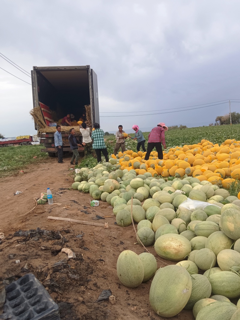 新疆吐鲁番西州蜜25号西洲密精品产地直供可视频看货