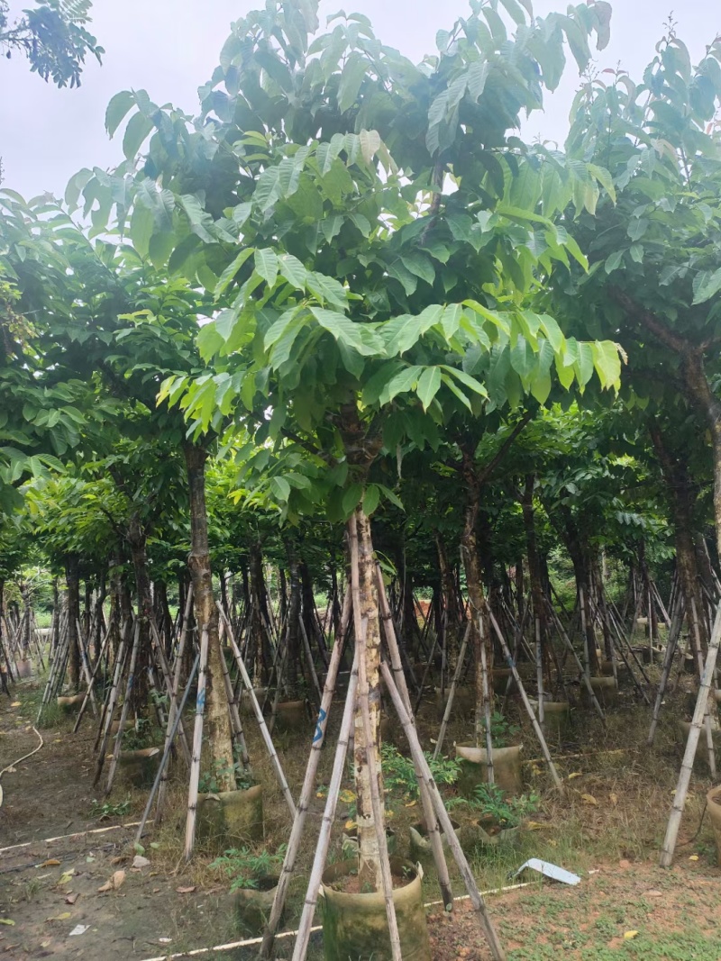 大叶紫薇3-15公分现货大量自家货源规格齐全