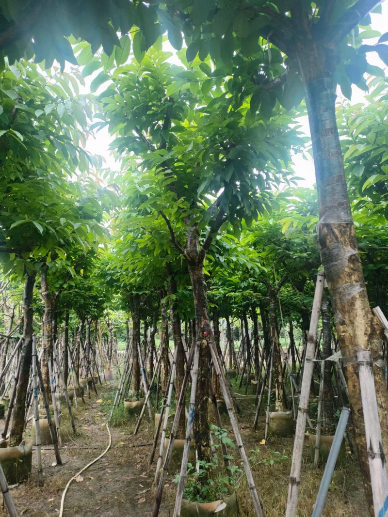 大叶紫薇3-15公分现货大量自家货源规格齐全