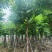 大叶紫薇3-15公分现货大量自家货源规格齐全