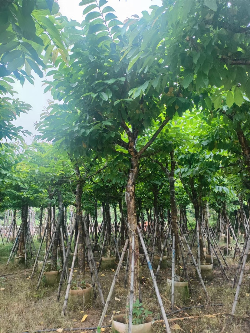 大叶紫薇3-15公分现货大量自家货源规格齐全
