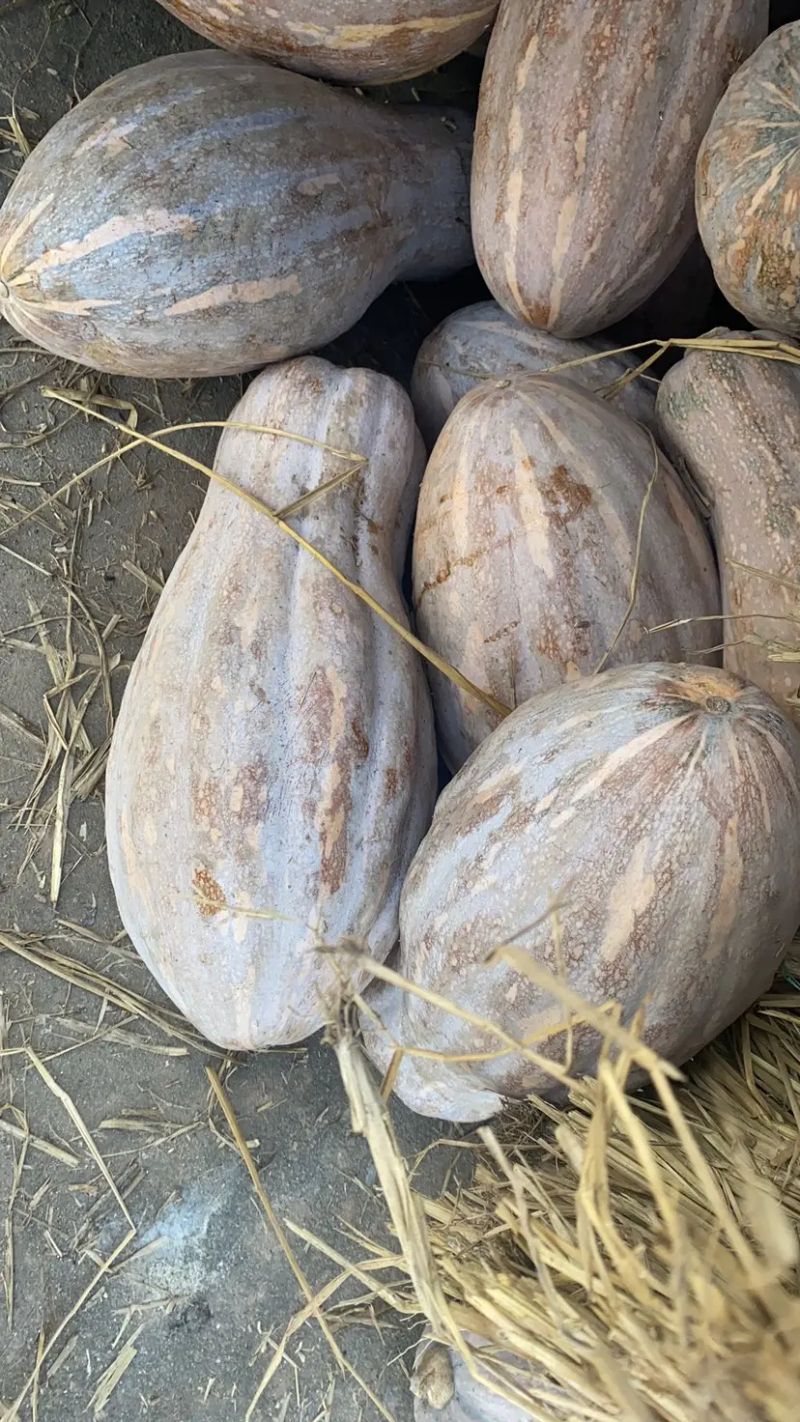 精选南瓜河南南阳蜜本南瓜自产自销货源充足提供一条服务
