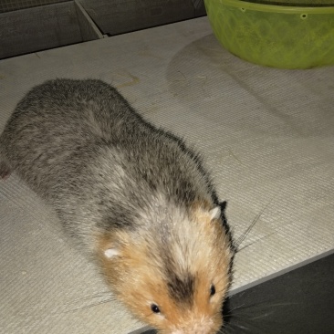 山地鼠