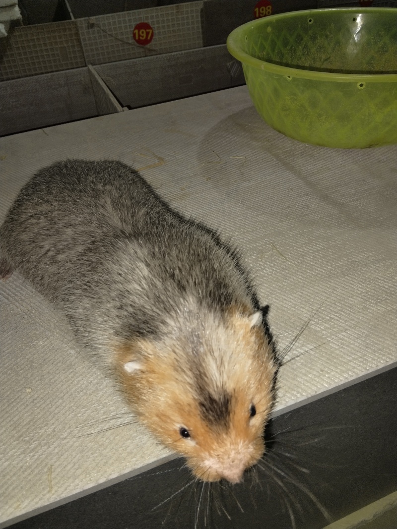 山地鼠