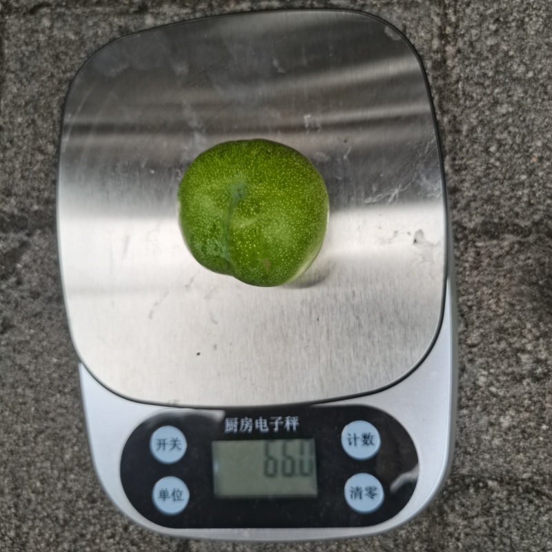青脆李大量上市，产量高，个头大，口感脆甜，果面干净漂亮，