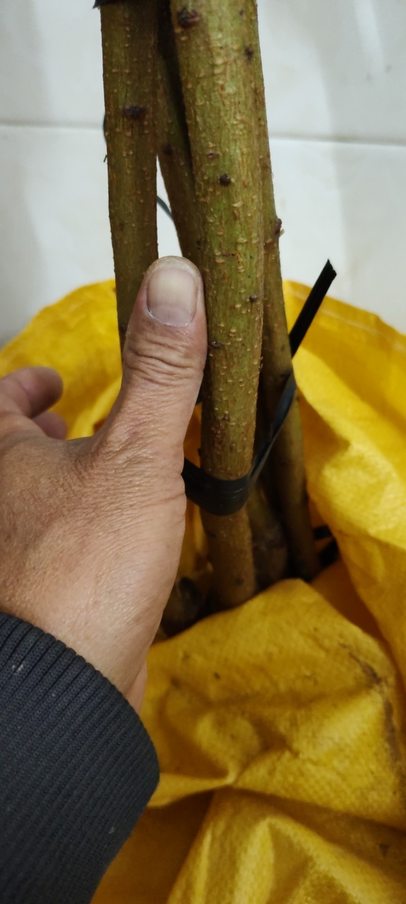 钱排三华李苗，特大苗，一年苗