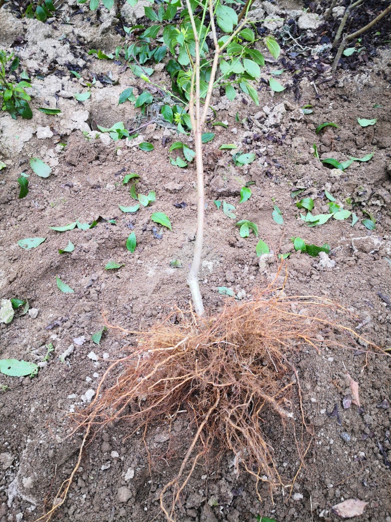 钱排三华李苗，特大苗，一年苗