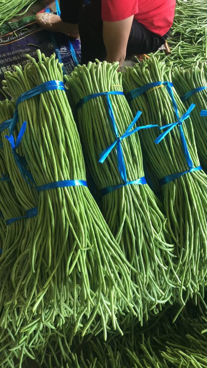 精品开封青条豆角品质保障农户现摘产地直发量大从优