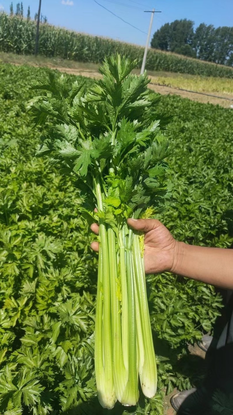 陕西榆林靖边芹菜西芹大棚芹菜产地批发大量供货代发