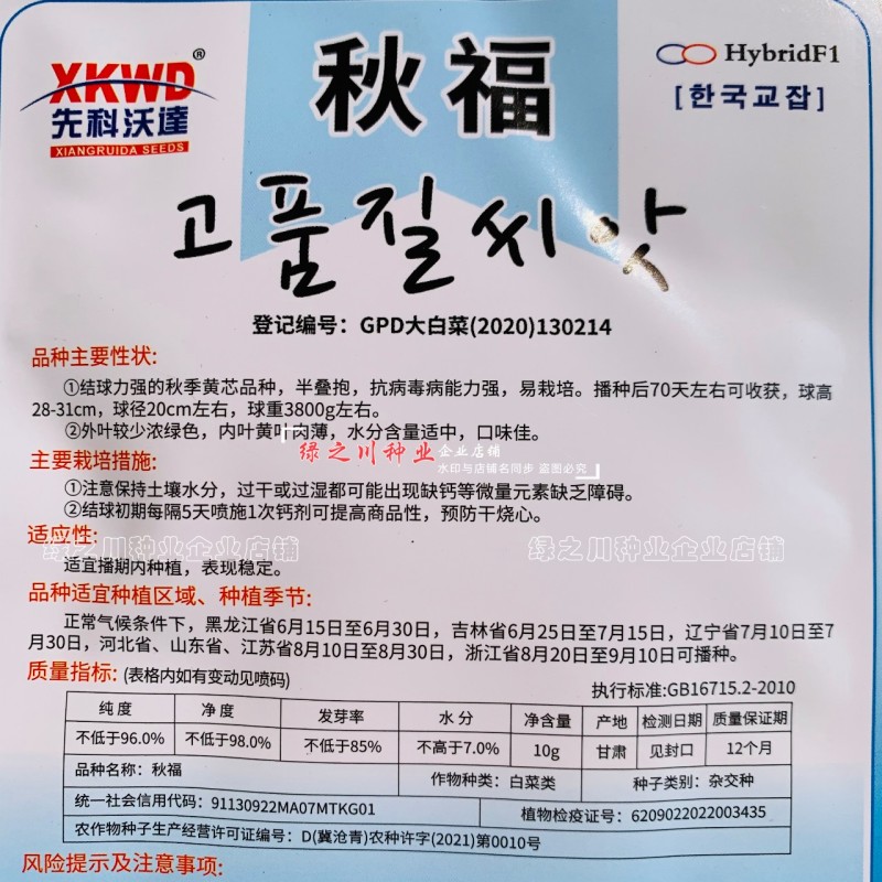 秋季白菜籽秋福黄芯大白菜种子丰产抗病强结球力强半叠抱白菜