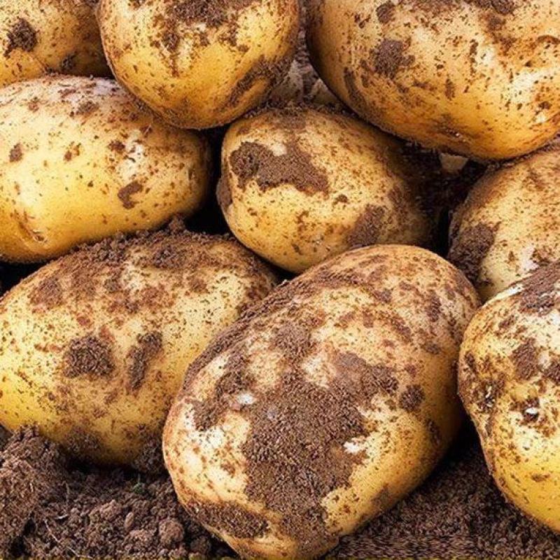 黄心土豆河南黄心土豆批发全国购市场商超工厂加工厂