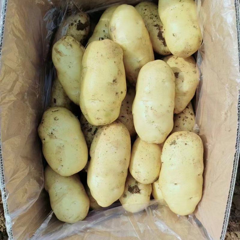 黄心土豆河南黄心土豆批发全国购市场商超工厂加工厂