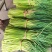 红帽蒜薹河南蒜薹精品新鲜蒜苔产地直发一手货源电商市场商超