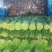 红帽蒜薹河南蒜薹精品新鲜蒜苔产地直发一手货源电商市场商超
