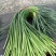 红帽蒜薹河南蒜薹精品新鲜蒜苔产地直发一手货源电商市场商超