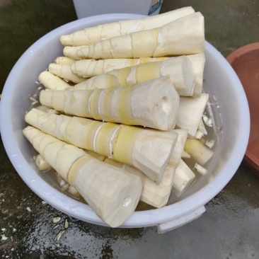 麻竹笋