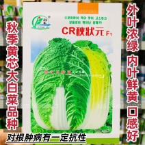 CR秋状元秋季高品质黄芯大白菜种子口感好内叶鲜黄白菜种籽