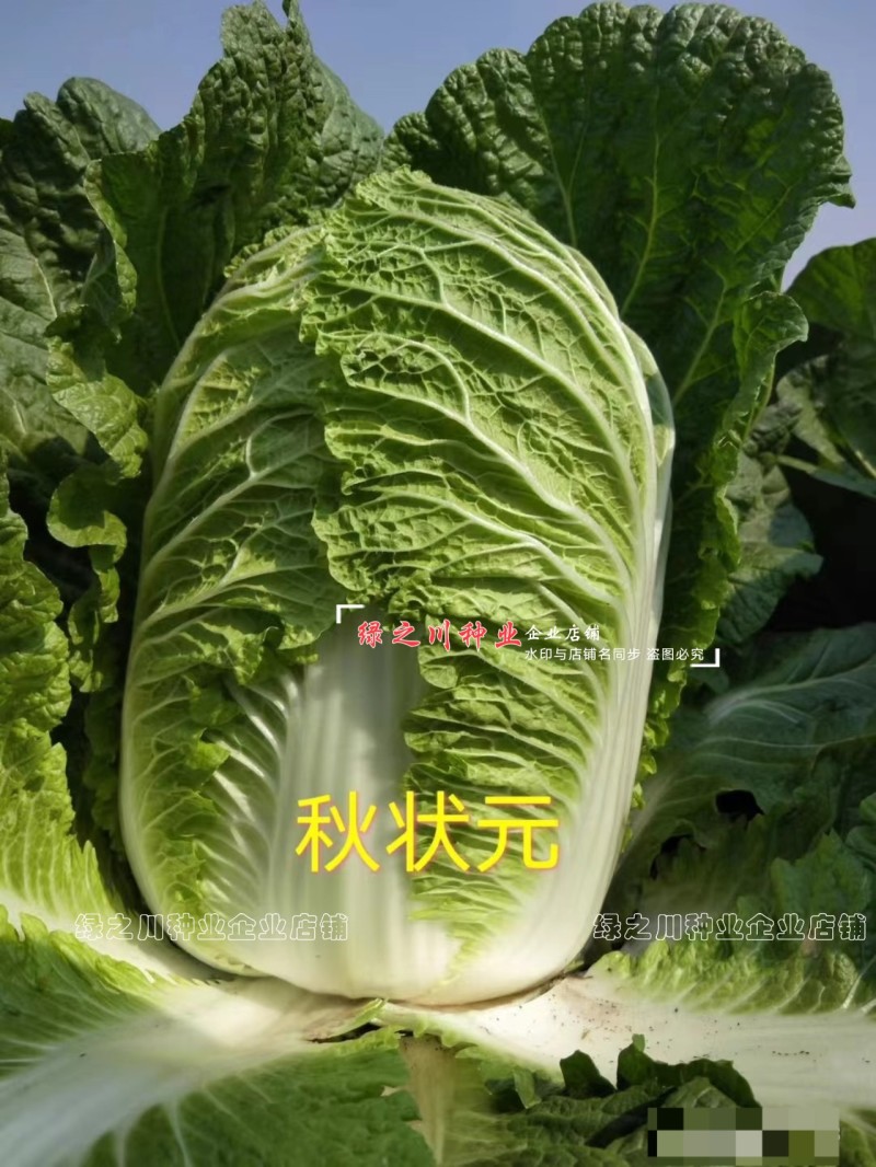 CR秋状元秋季高品质黄芯大白菜种子口感好内叶鲜黄白菜种籽