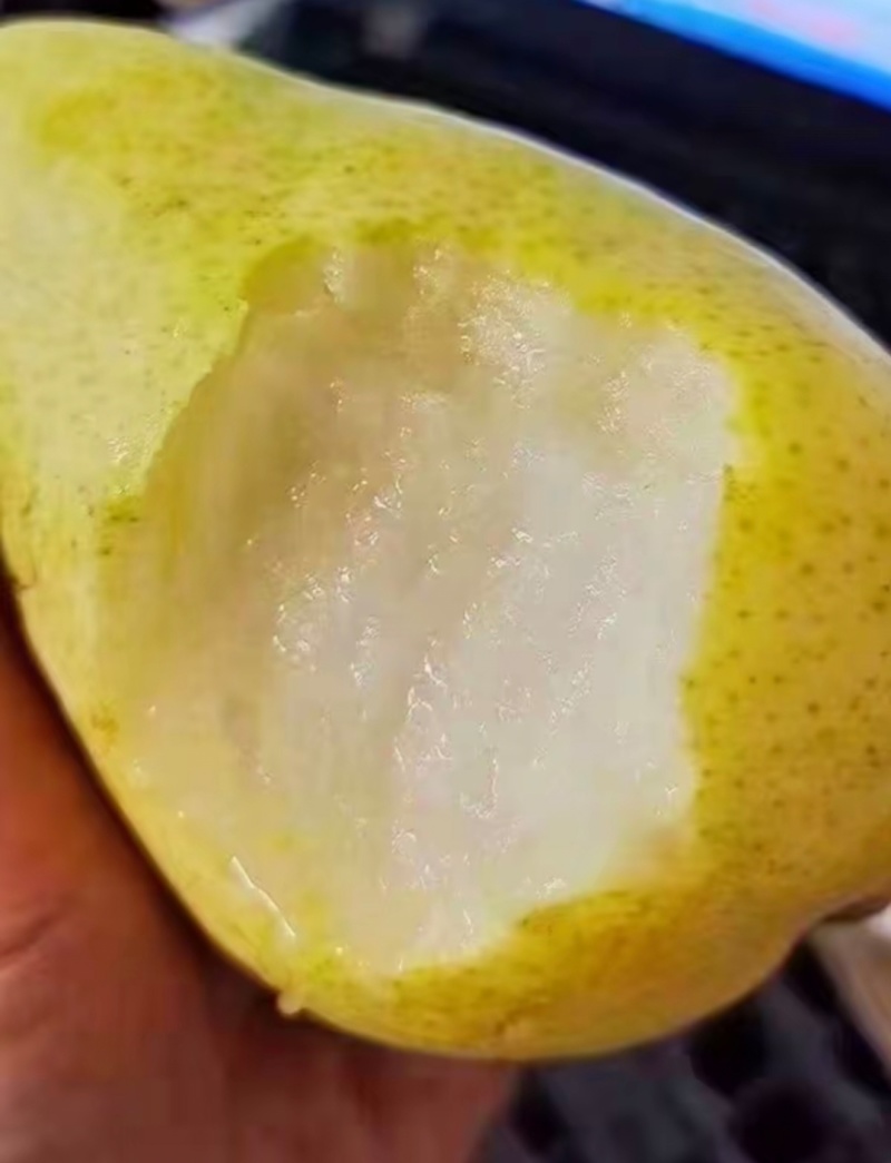 洋梨茄梨巴梨大头梨太婆梨香蕉梨渭南合阳产地直供货源充足