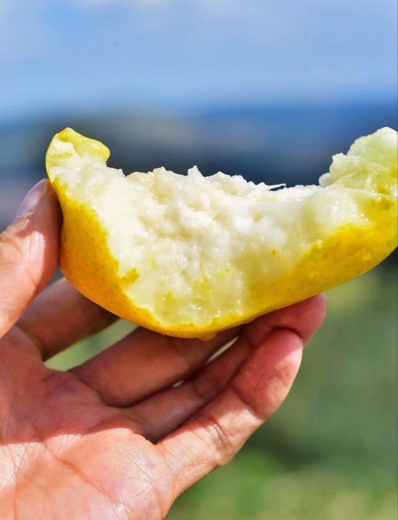 洋梨茄梨巴梨大头梨太婆梨香蕉梨渭南合阳产地直供货源充足