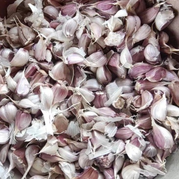 红根蒜种大蒜种子产量大质量好保质保量价格美丽