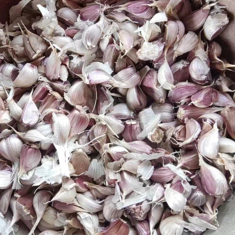 红根蒜种大蒜种子产量大质量好保质保量价格美丽