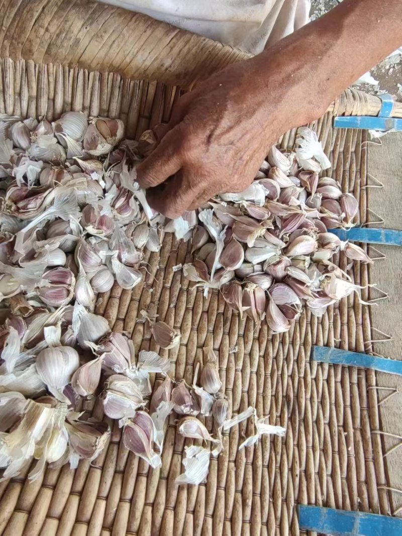 红根蒜种大蒜种子产量大质量好保质保量价格美丽
