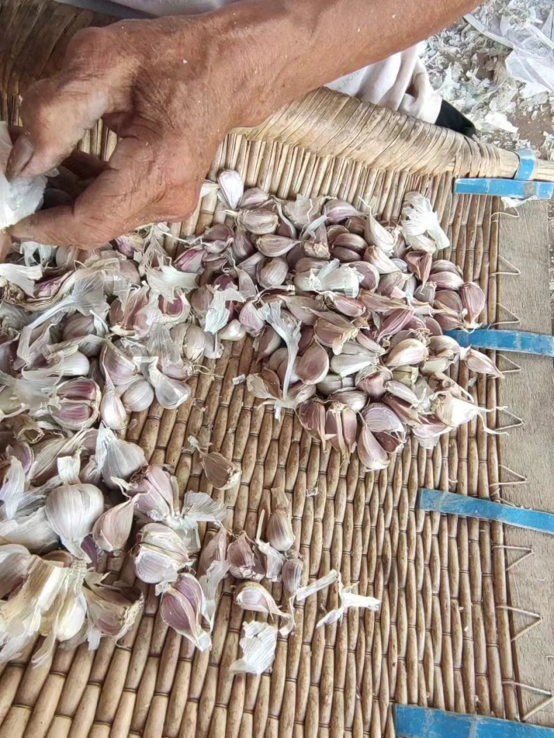 红根蒜种大蒜种子产量大质量好保质保量价格美丽