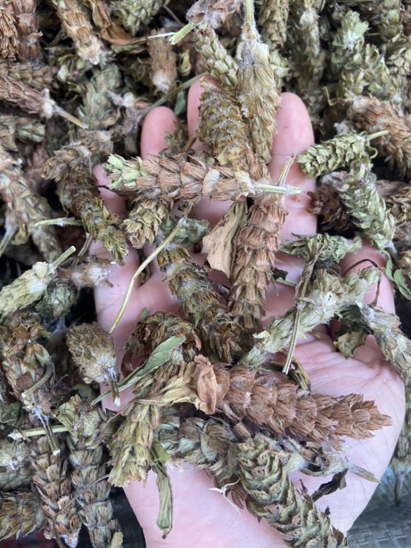夏枯球