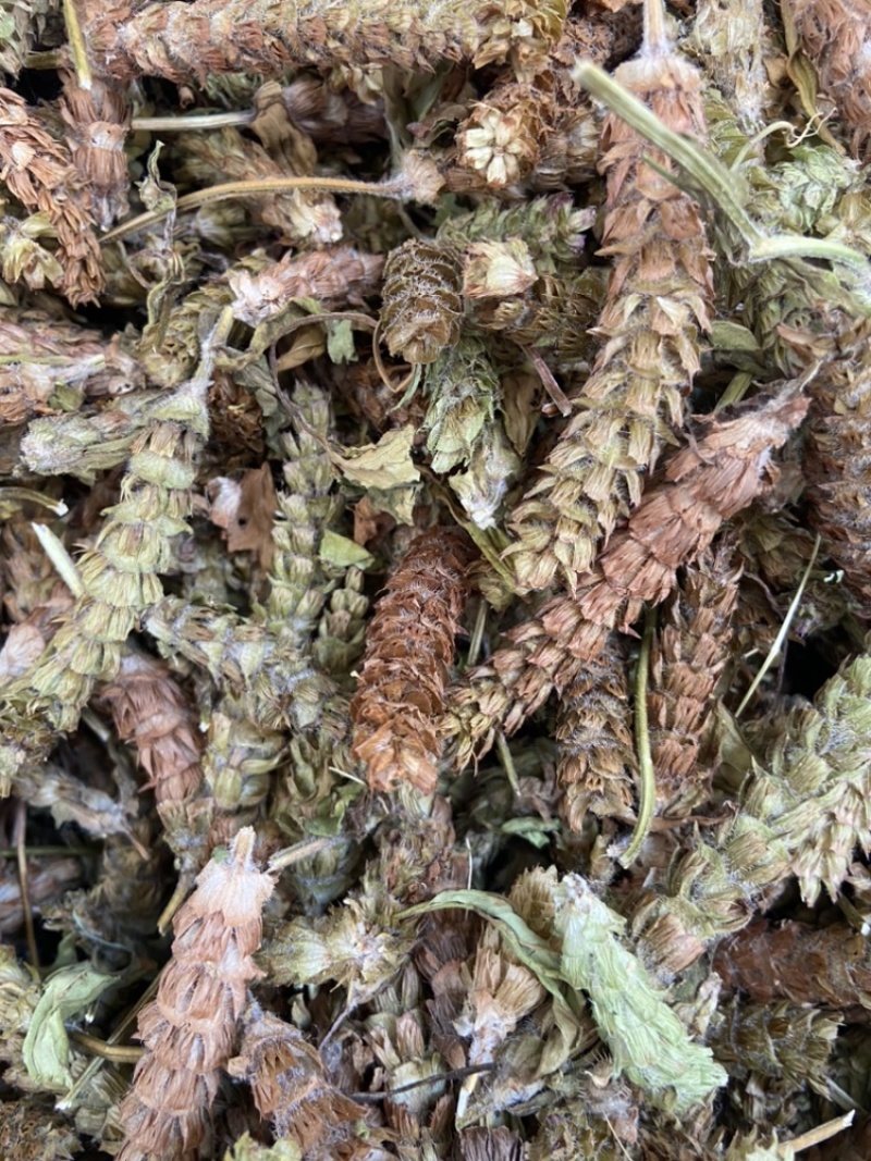 夏枯球