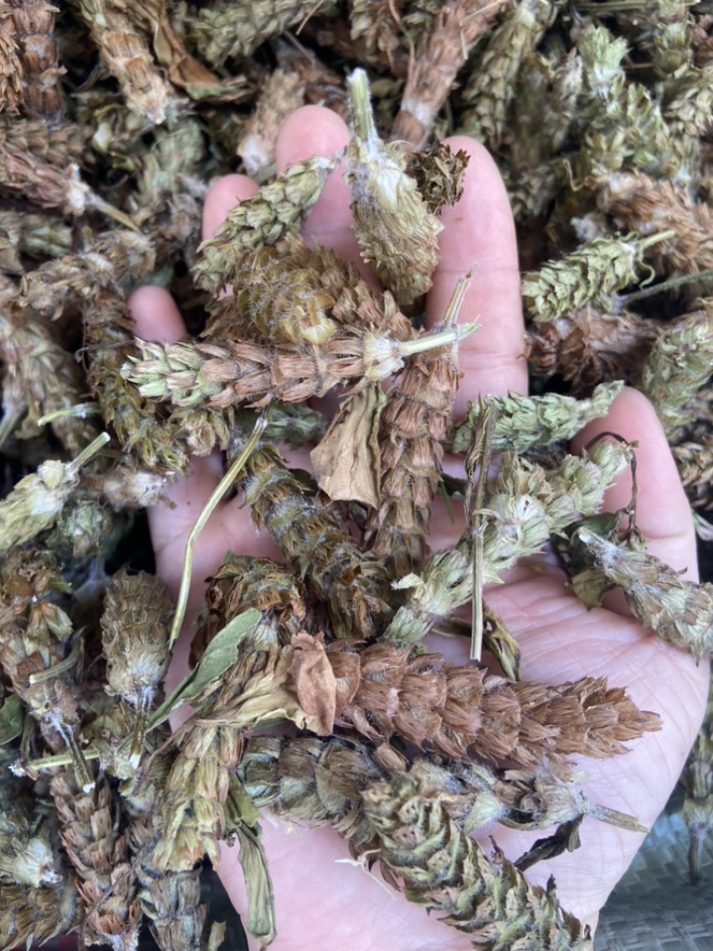 夏枯球