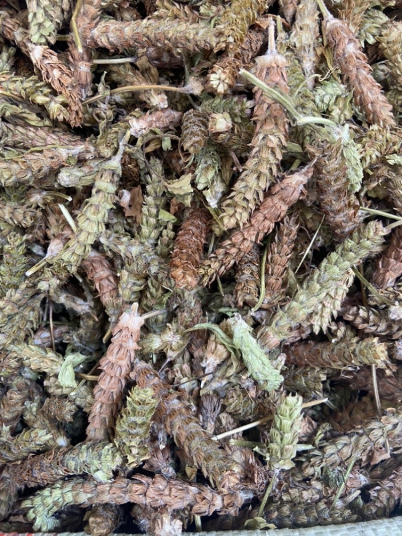 夏枯球