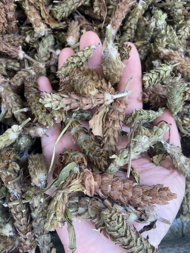 夏枯球