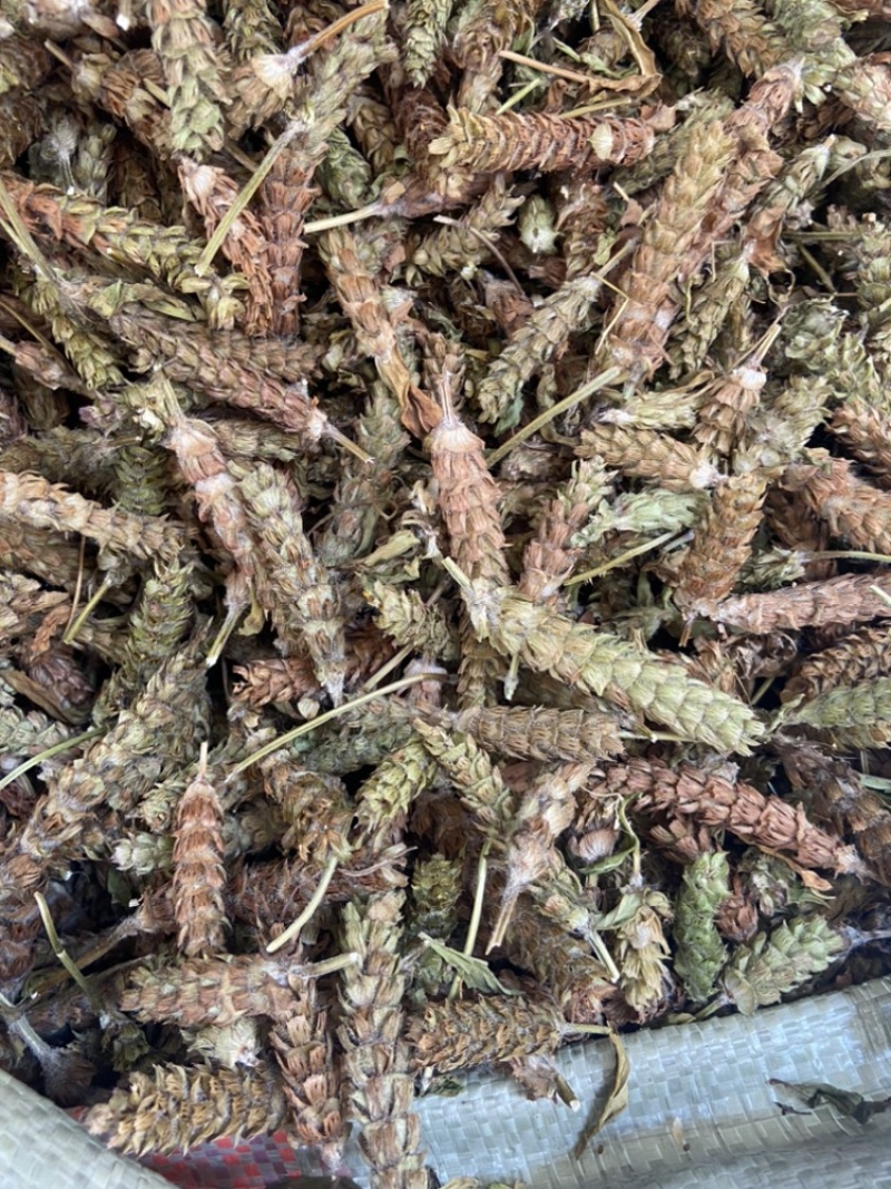 夏枯球