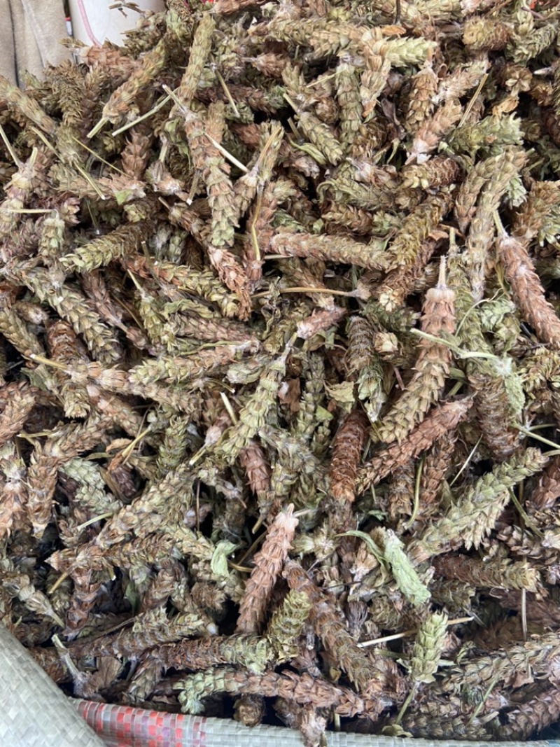 夏枯球