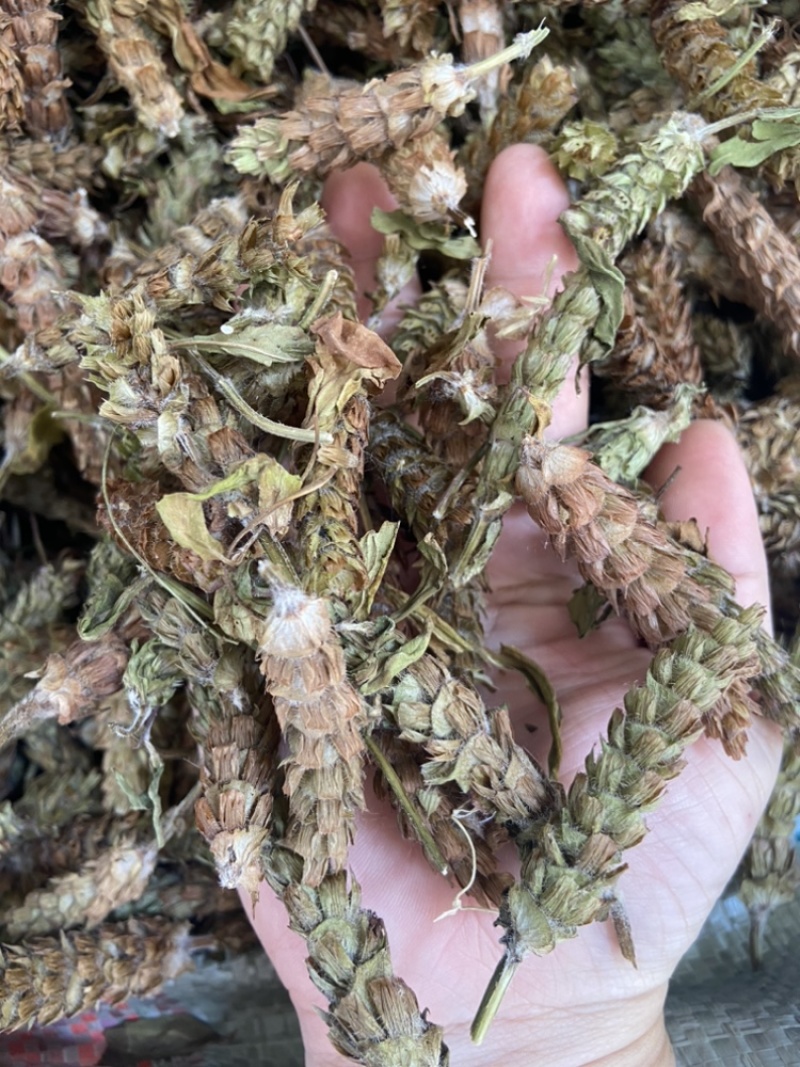 夏枯球