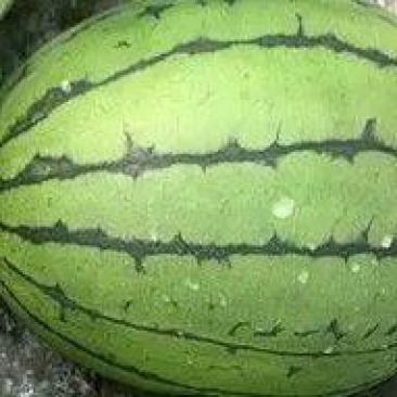 大棚佳秀口口脆，瓜型漂亮，瓜面漂亮，个头巴适4～9斤的货