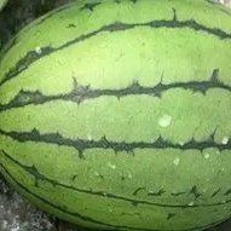 大棚佳秀口口脆，瓜型漂亮，瓜面漂亮，个头巴适4～9斤的货