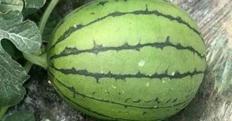 大棚佳秀口口脆，瓜型漂亮，瓜面漂亮，个头巴适4～9斤的货