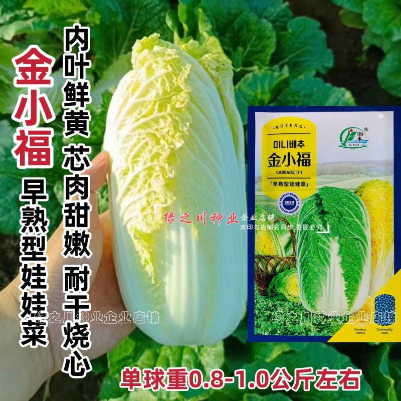 优质早熟娃娃菜种籽金小福黄金娃娃菜种子新品种小型白菜种子