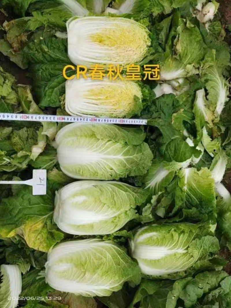 CR春秋皇冠黄心大白菜种籽耐根肿病黄芯白菜种子春秋两用