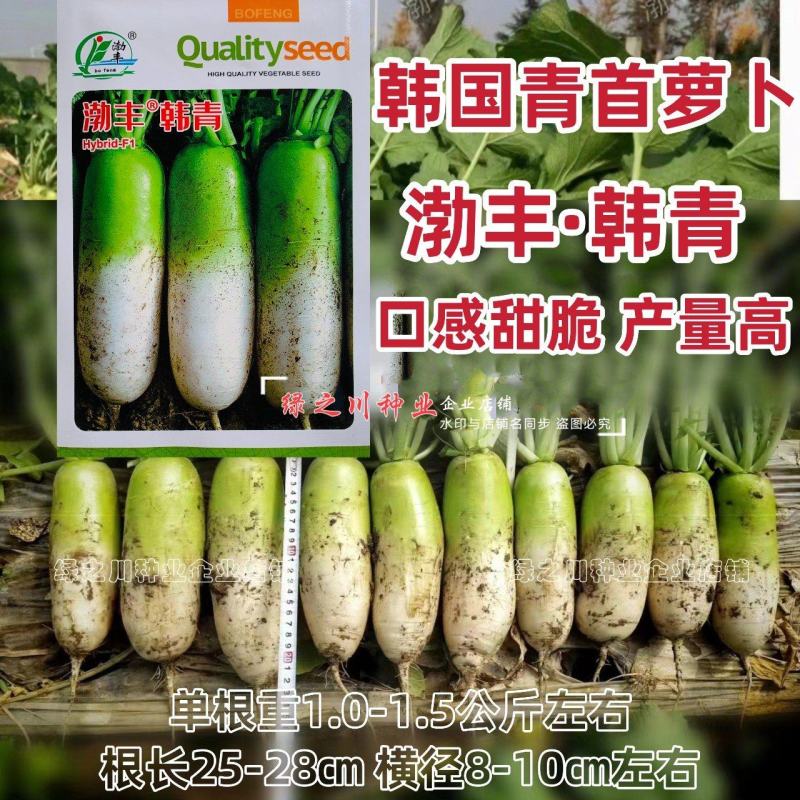 韩国青首萝卜种子渤丰韩青萝卜种籽甜脆青首萝卜种籽基地专用