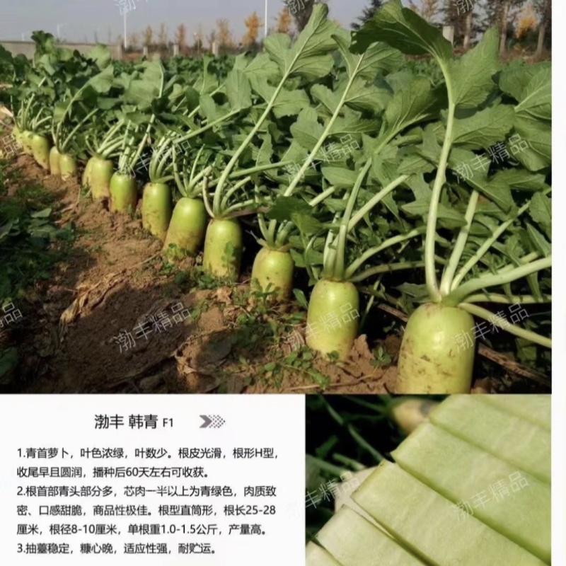 韩国青首萝卜种子渤丰韩青萝卜种籽甜脆青首萝卜种籽基地专用