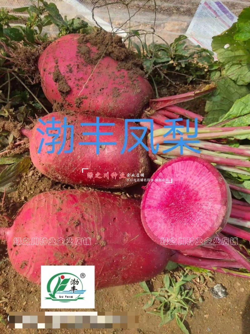 杂交红皮红肉萝卜种子渤丰凤梨水果萝卜种籽秋季红萝卜籽甜脆