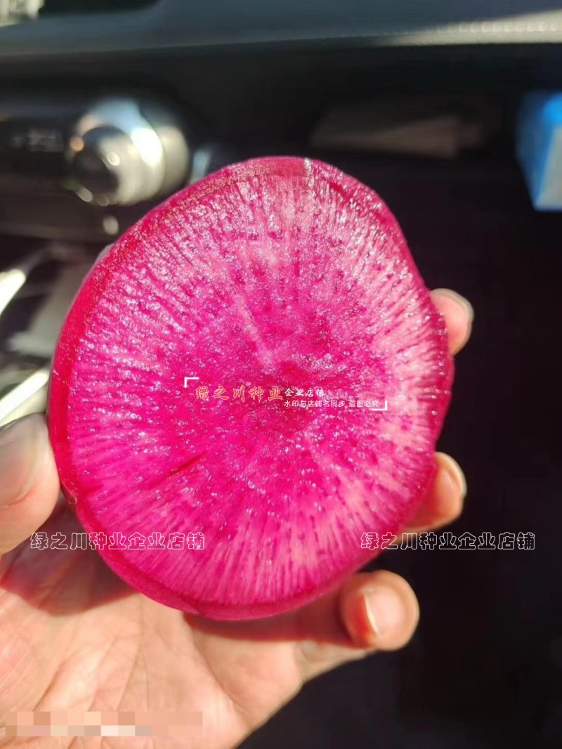 杂交红皮红肉萝卜种子渤丰凤梨水果萝卜种籽秋季红萝卜籽甜脆
