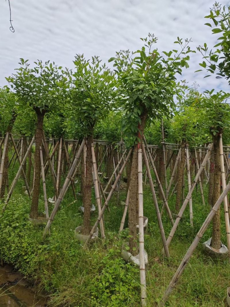 鸡冠刺桐8～12公分基地直销规格齐全欢迎老板来电咨询